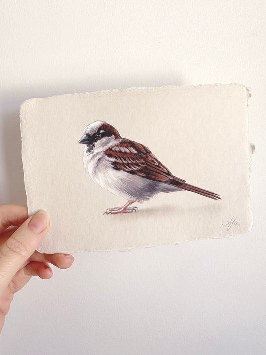 Cafe Sparrow #6 - 6.5 x 4.5"