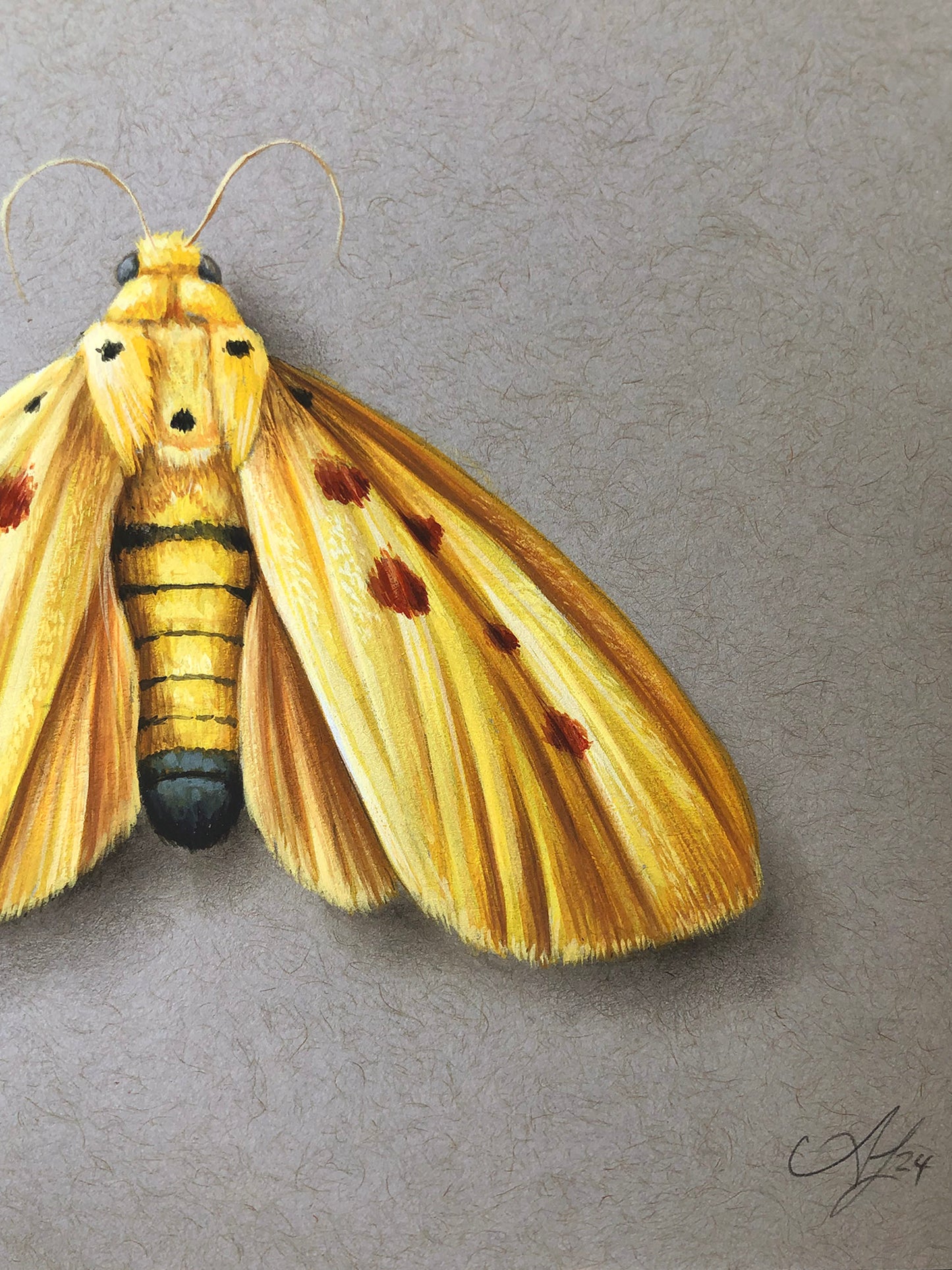 Yellow on Grey - Moth #1 - 7 x 5"