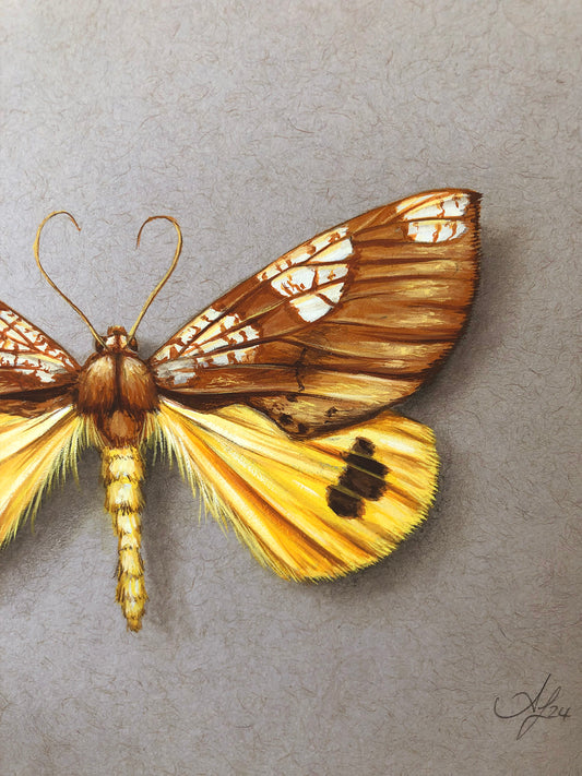 Yellow on Grey - Moth #2- 7 x 5"