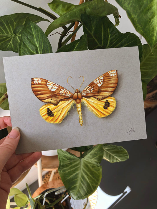 Yellow on Grey - Moth #2- 7 x 5"