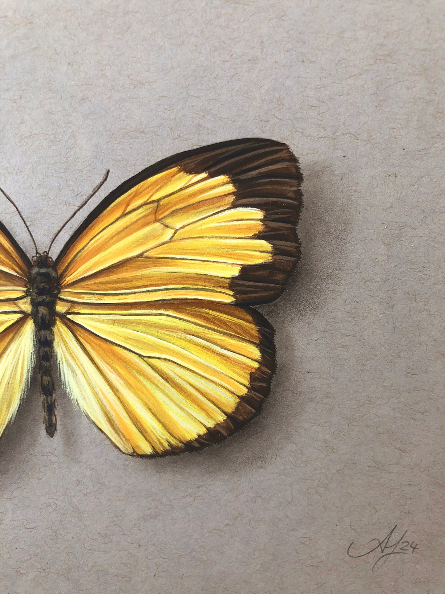 Yellow on Grey - Butterfly - 7 x 5"