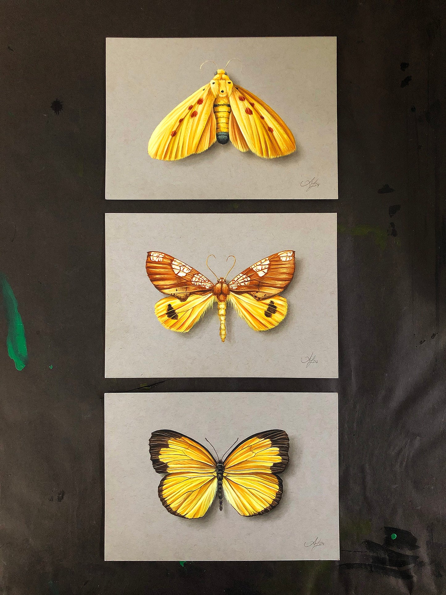 Yellow on Grey - Moth #2- 7 x 5"