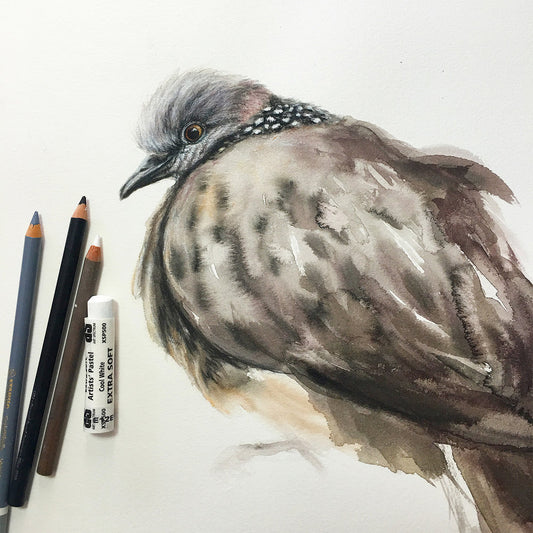Spotted Turtle Dove - 15 x 22"