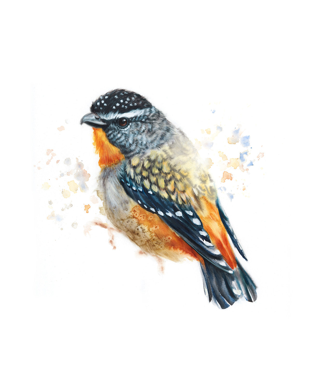 Spotted Pardalote - 16 x 20"