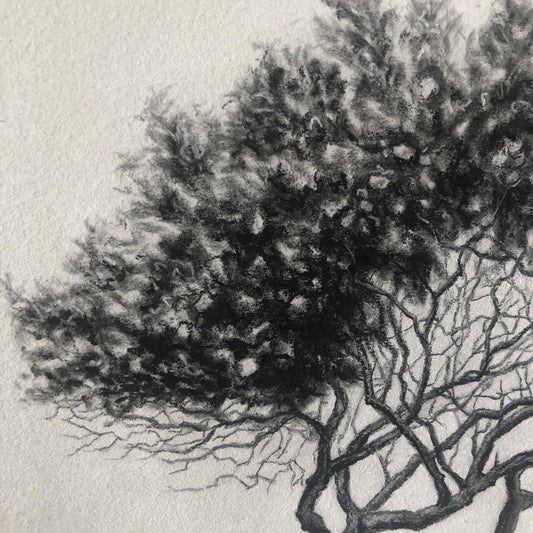 Tree 16/100