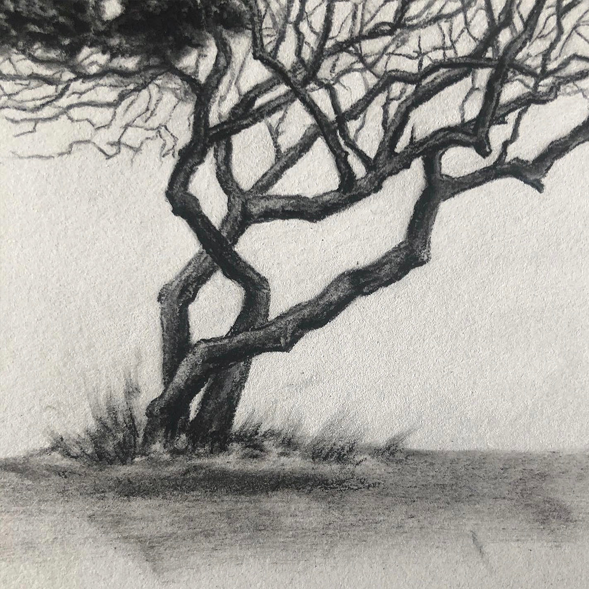 Tree 16/100