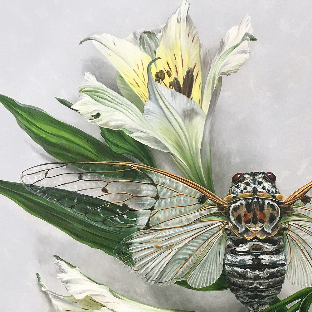 "Alstroemeria Cicada" - 48 x 48"