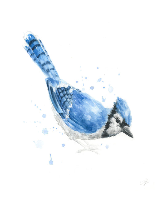 Blue Jay #2