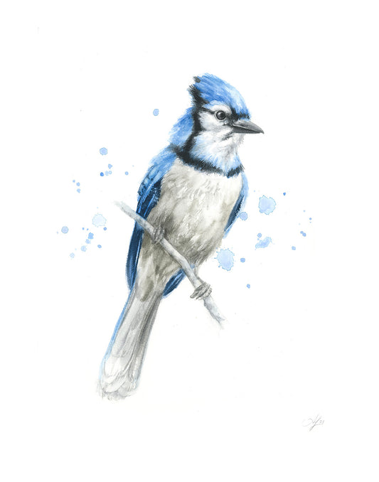 Blue Jay #3
