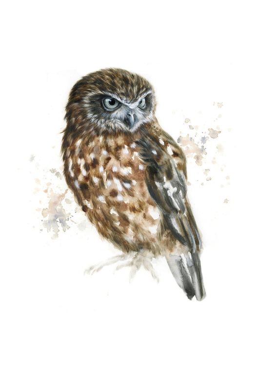 Boobook Owl #2 - Limited Edition Print