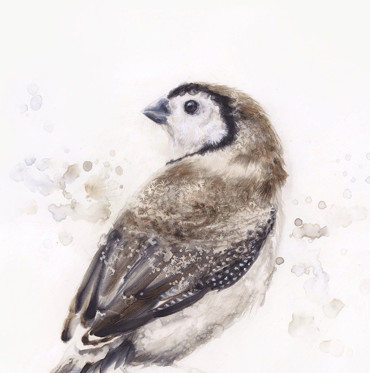 "Double-Barred Finch" - 24 x 24"