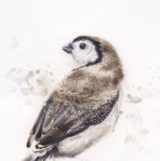 "Double-Barred Finch" - 24 x 24"
