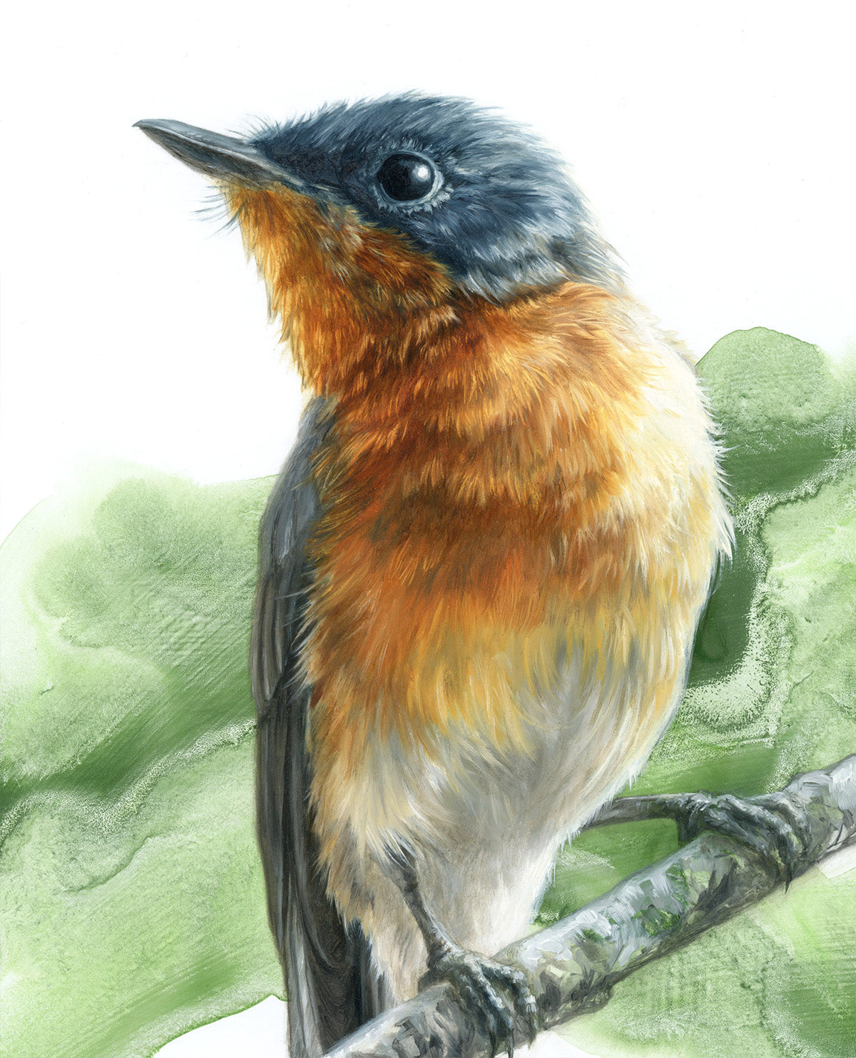 "Leaden Flycatcher (Female)" - Limited Edition print