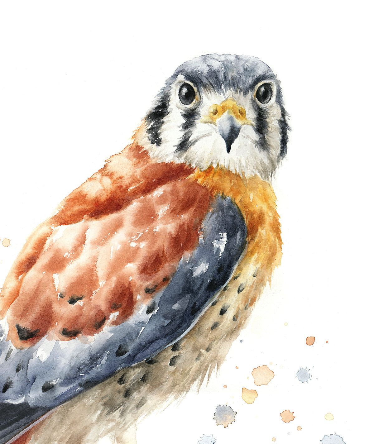 "American Kestrel" - 16 x 20"