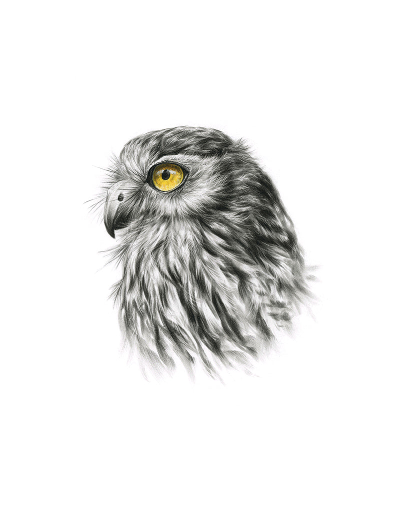 Barking Owl #1 - Limited Edition