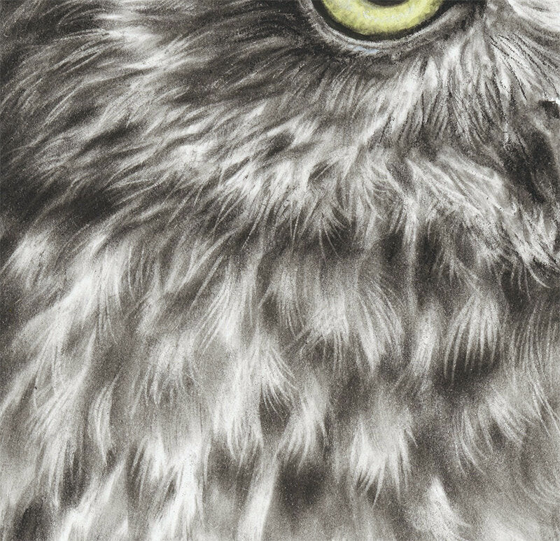 Boobook Owl - Limited Edition