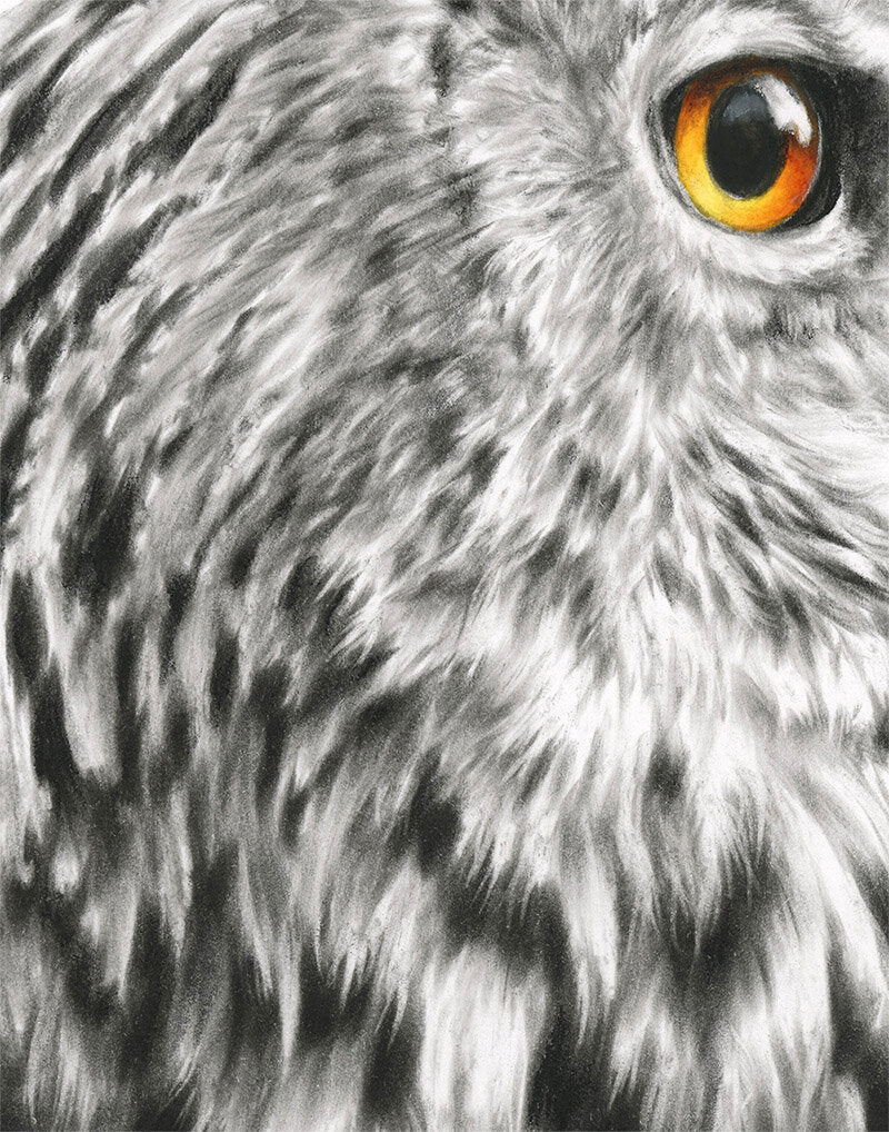 Eagle Owl - Limited Edition