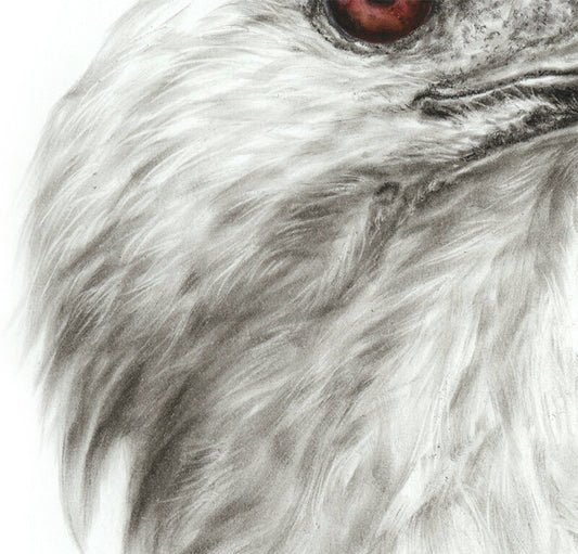 White-bellied Sea Eagle - Limited Edition