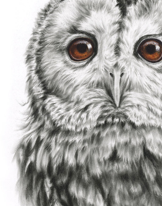 Tawny Owl - Limited Edition