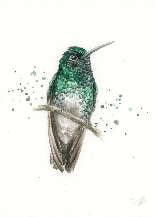 Hummingbird #8