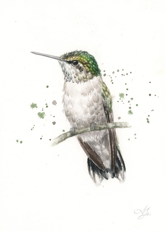 Hummingbird #10