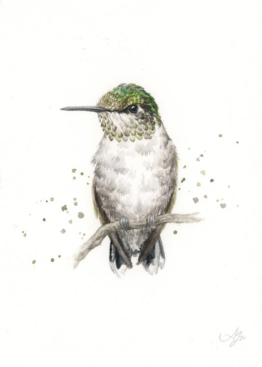 Hummingbird #12