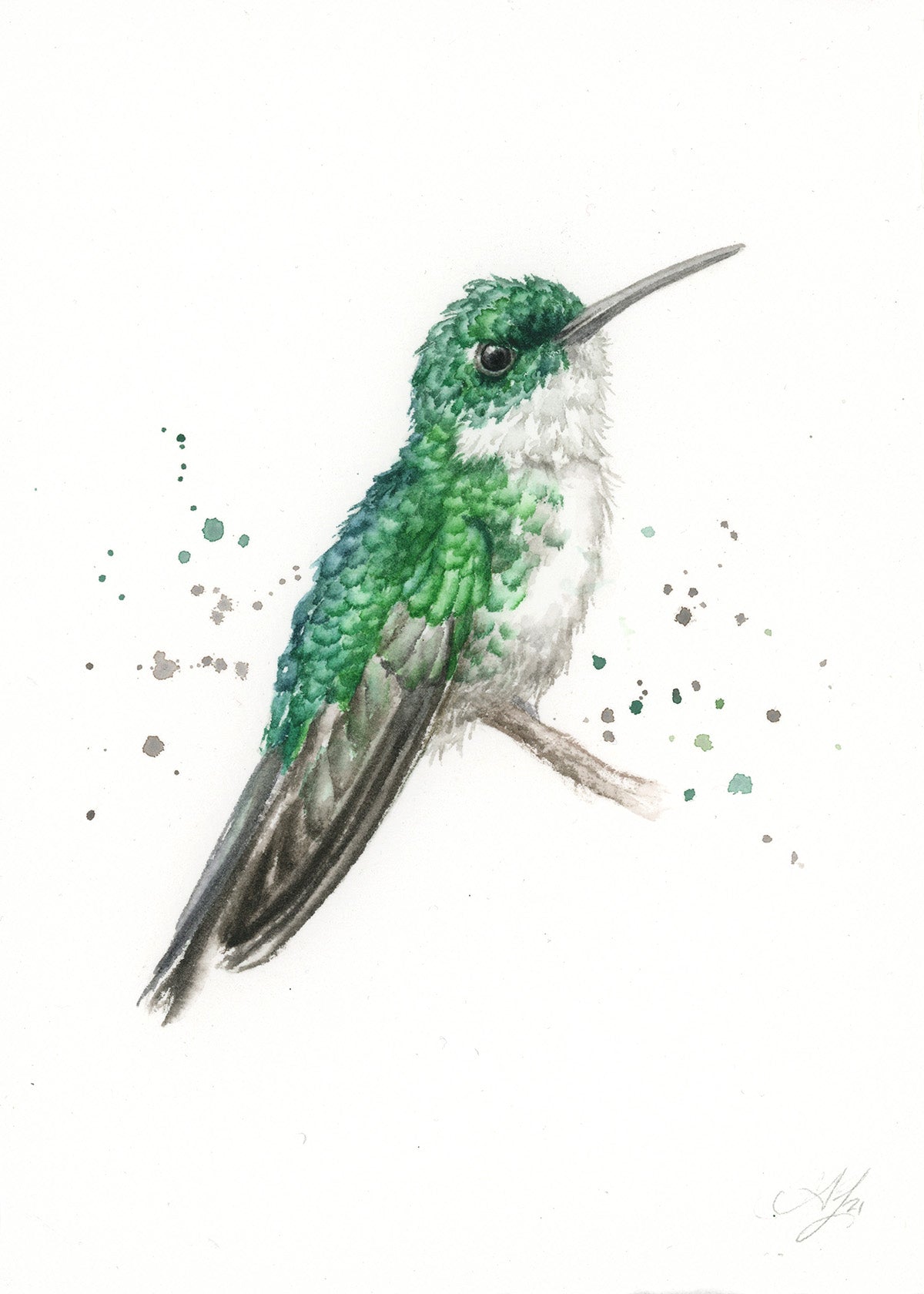 Hummingbird #17