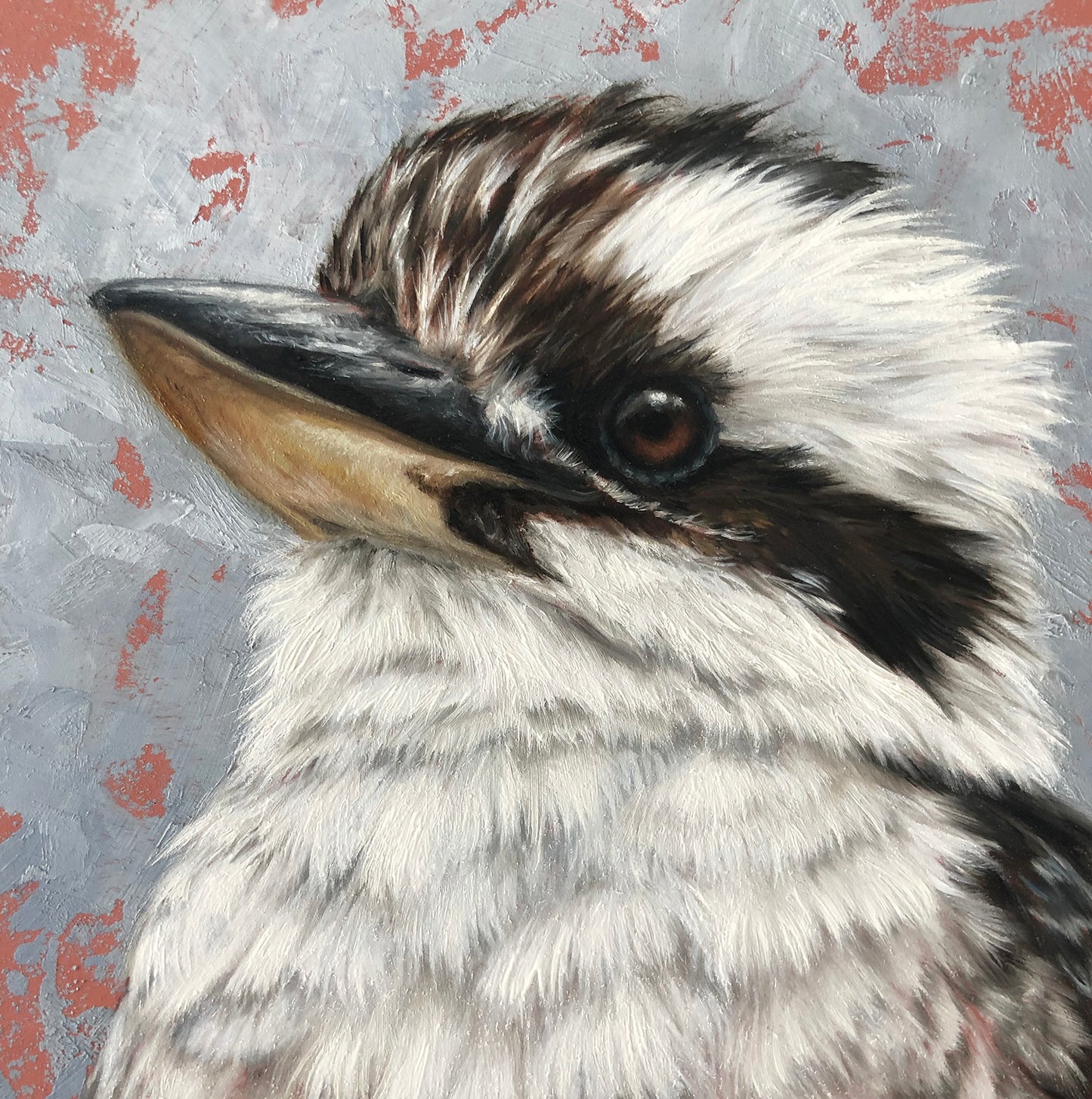 Kookaburra #2