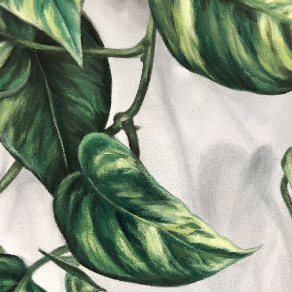 alexander pothos 12 x 12" Pothos #2 – Alex Louisa