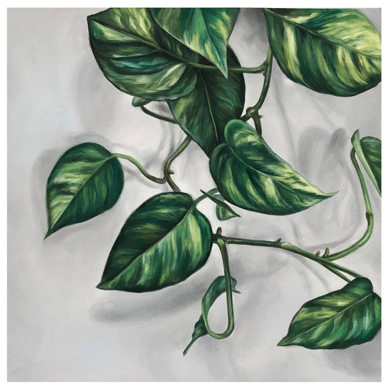 "Pothos #2"