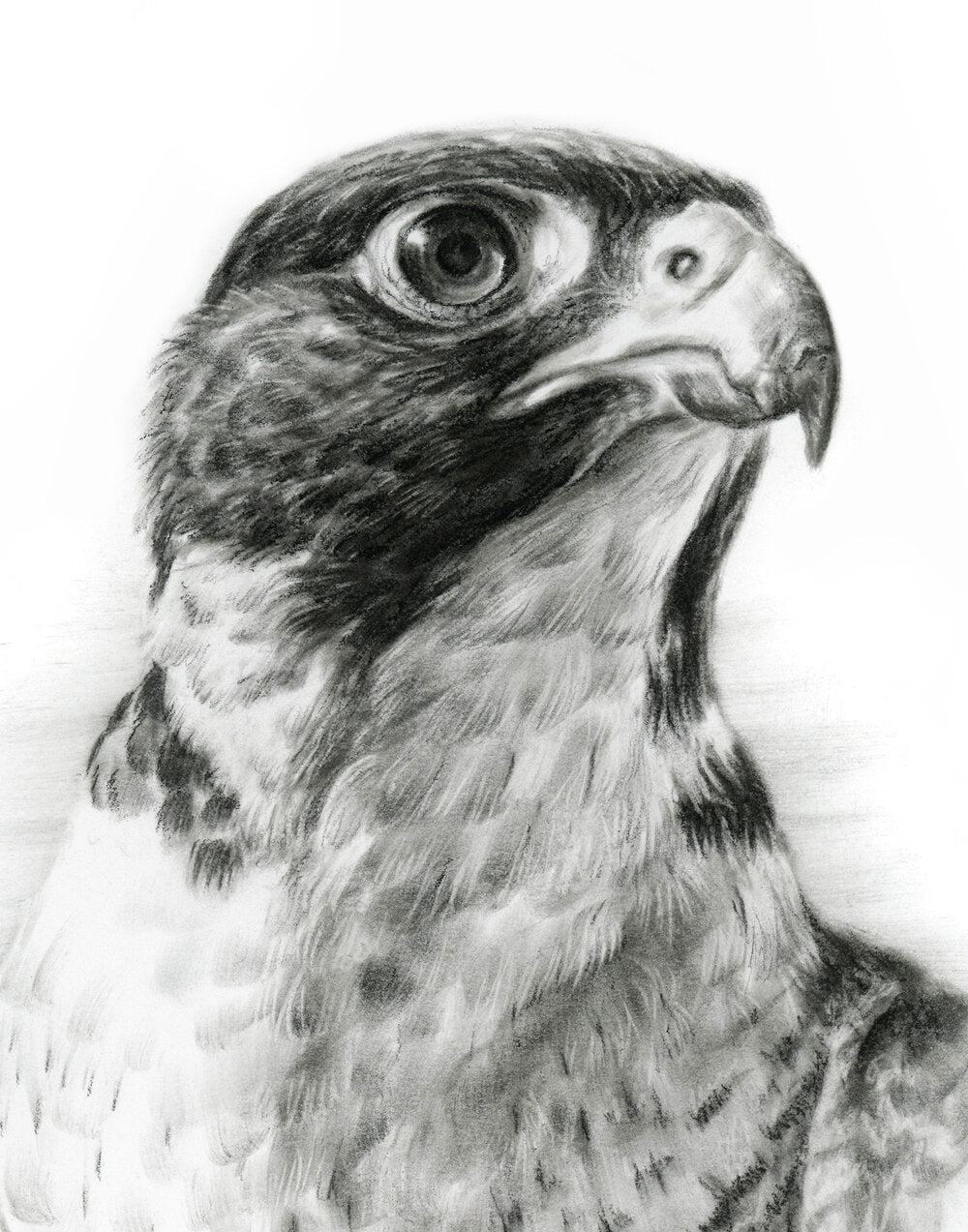 Peregrine Falcon - Limited Edition