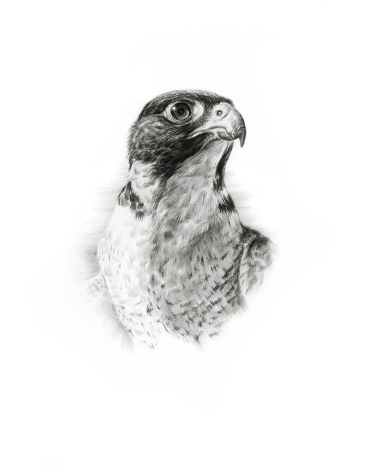 Peregrine Falcon - Limited Edition