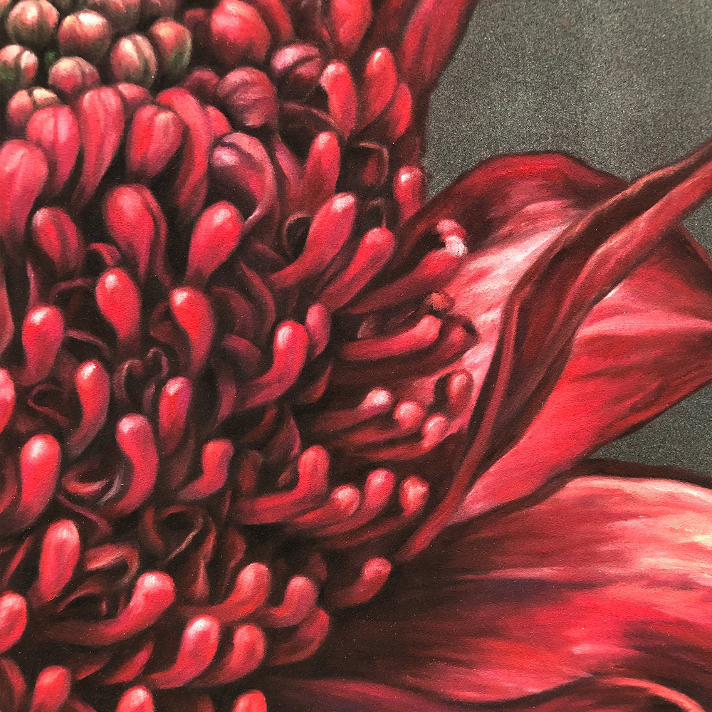 Waratah - 20 x 20"